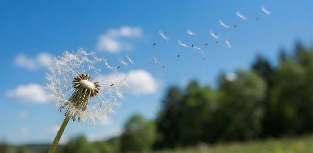 Pusteblume, deren Samen im Wind davonfliegen